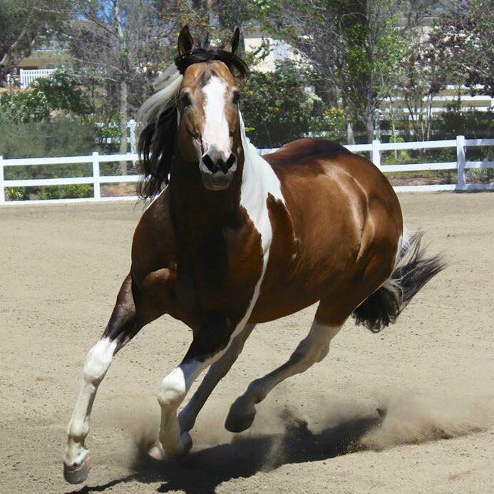 QTsGold Mastercard - American Paint Horse